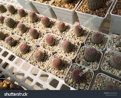 Rainbow Hedgehog Cactus Echinocereus Rigidissimus Flowerpot Stock Photo