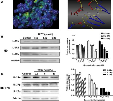 The Interaction Between Tpd7 And Il‐2r A Docked Molecule Tpd7 In