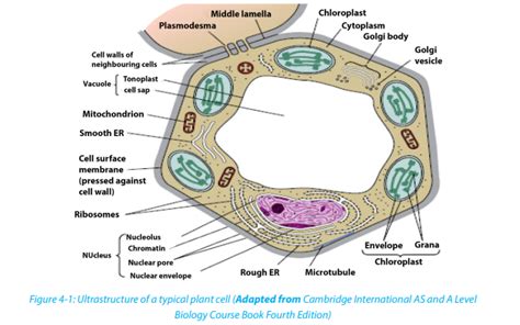 Course S4 Biology Topic Unit 4cela Name The Parts Labelled A B