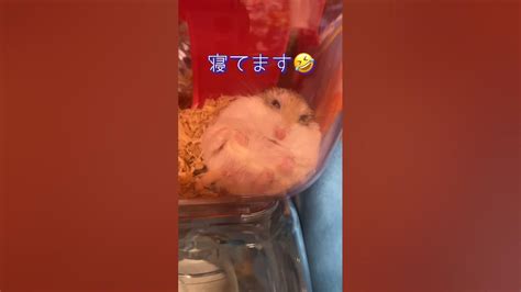 【癒し】目を開けて寝てる🐹ショコラっちshorts Cute ハムスター Youtube