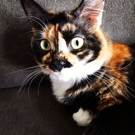 Tortoiseshell Cat Facts and Pictures