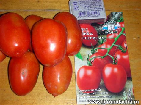 Сорта помидор для открытого грунта