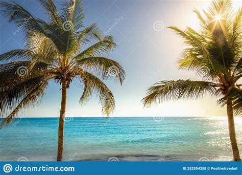 Idyllic Caribbean Beach With Palm Tree At Sunset In Aruba Dutch