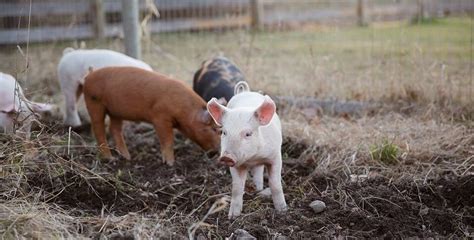 Can Goats And Pigs Live Together Care Basics