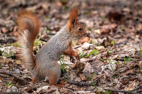 Protein Pussy Rodent HD Wallpaper Wallpaperbetter