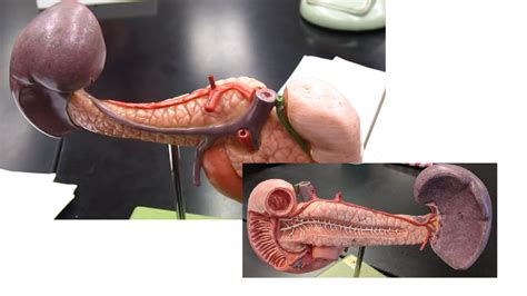 Pancreas Diagram Quizlet