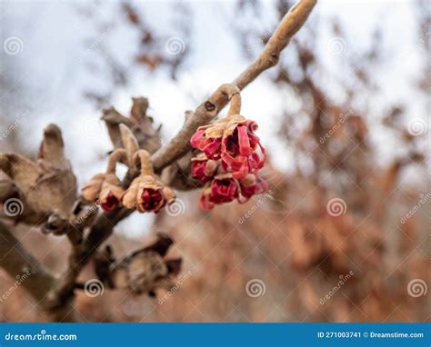 Closeup Shot Of Red Blooms On Naked Branches Of Witch Hazel Cultivar