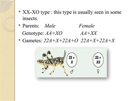 Sex Chromosomes And Their Role In Sex Determination PPTX