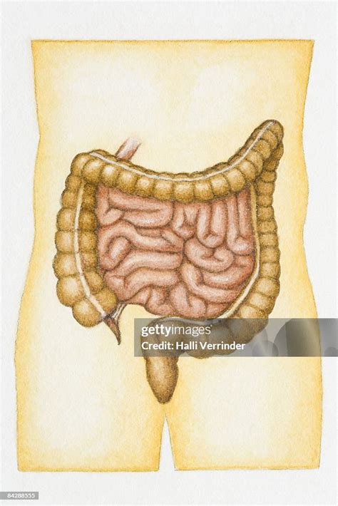 Vermiform Appendix