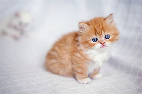 Orange Persian Kittens