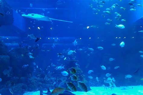 Harga Tiket Masuk Jakarta Aquarium And Safari 2023 Serta Cara Belinya