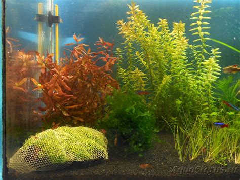 Помпа и плавающие растения - Страница 2 (Аквариум для новичка)