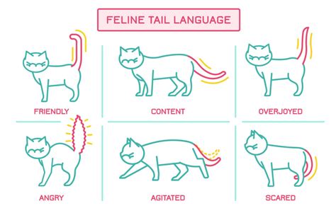 unlocking  secrets  cat body language  comprehensive guide