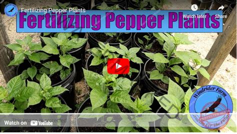 12 Best Fertilizer For Sweet Pepper [Organic & Inorganic] - Agrolearner.com