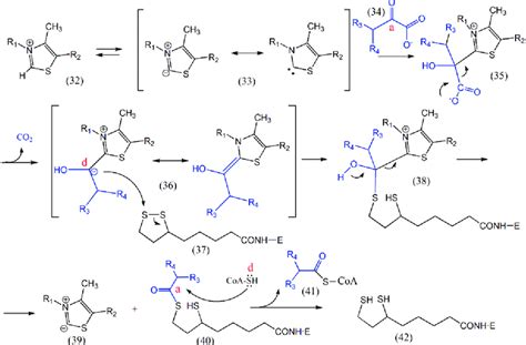 Mechanism Of Enzymatic Action Of Pdhc Kgdhc And Bckdhc Note The