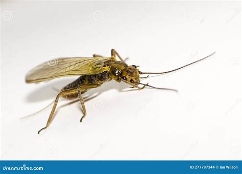 Plecoptera Stonefly Macro Close Up Isolated On A White Background
