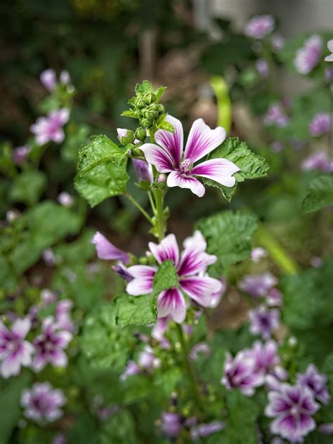 Malva "Zebrina' 23W25 Striped Mallow e1- | Malva "Zebrina' 2… | Flickr