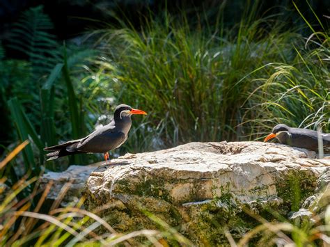 Inca Terns on Rocky Coastal HabitatFree Stock Photo