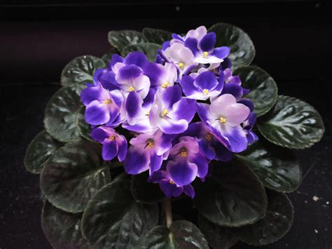 Optimara Michelangelo фиалка 1 срез купить на OZON по низкой цене ...