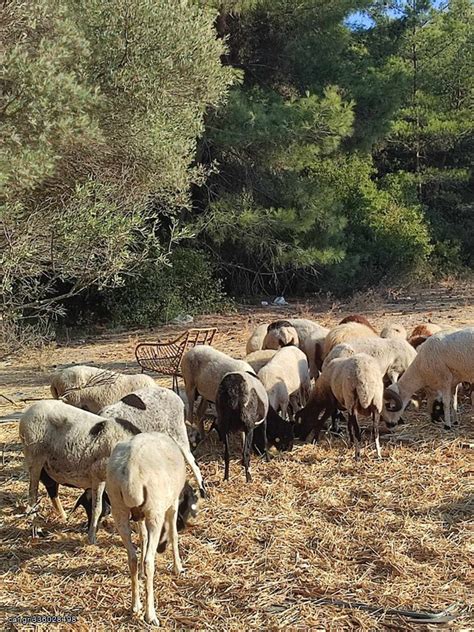 Car gr Πωλούνται 30προβατα