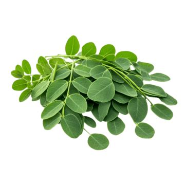 gambar daun kelor png vektor psd  clipart  background