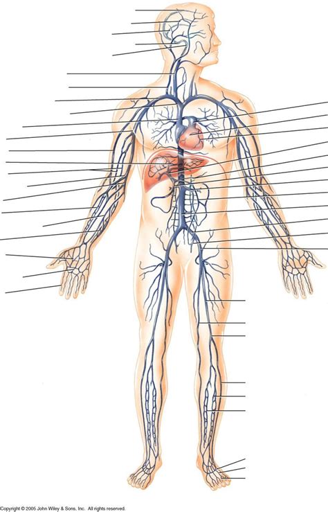 image  vein labeling medical terminology study medical anatomy