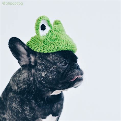 ohpopdog - The #frogdog 🐸