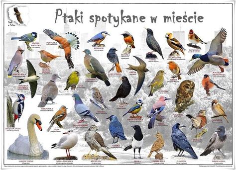 Ptaki W Polsce Plakaty Edukacyjne Bird Prints Montessori Ideas