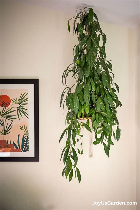 Hanging Hoya Planter