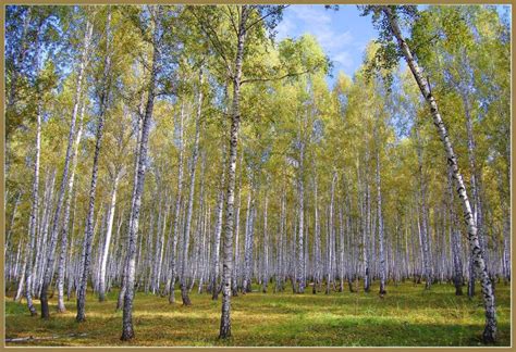 Березовые рощи фото: Березовая роща - 61 фото