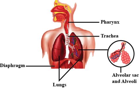 Draw A Diagram Of Human Respiratory System And Label Pharynx Trachea