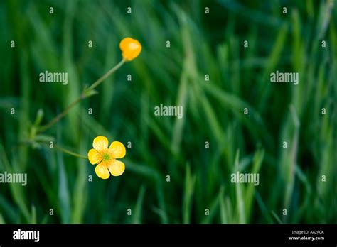 Buttercups In An English Meadow Stock Photo Alamy