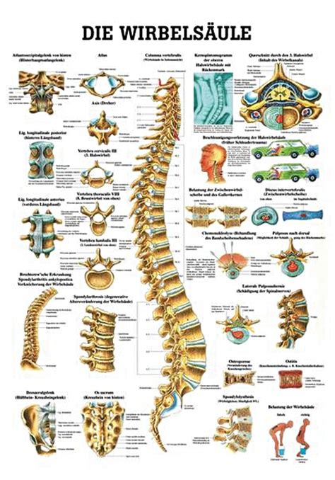 Anat Lehrtafel Wirbelsäule 70 x 100 cm laminiert