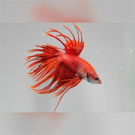 рыбка аквариумная: Петушок