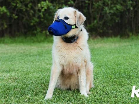 Texas company unleashes hospital-grade face masks for dogs - CultureMap ...