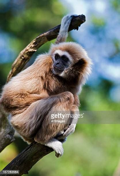 456 Lar Gibbons Stock Photos High Res Pictures And Images Getty Images