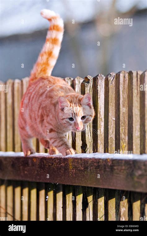 Domestic Cat House Cat Felis Silvestris F Catus Balancing On The