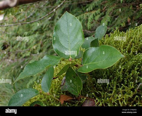 Salal Gaultheria Shallon Stock Photo Alamy