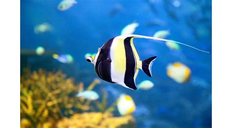 Coral Reef Fish Identification