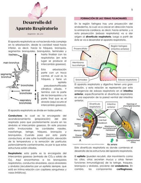 Desarrollo Del Aparato Respiratorio Chiqui Rojita UDocz