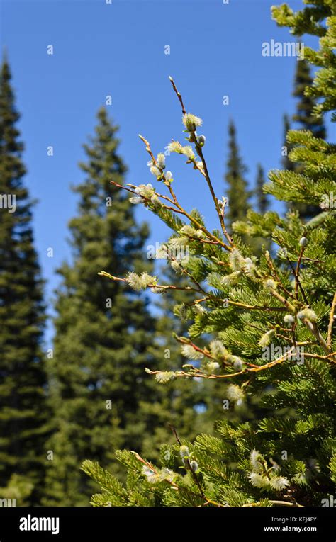 American Pussy Willow Salix Discolor Stock Photo Alamy