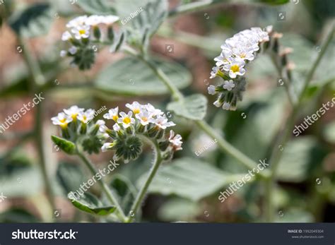 56 Heliotropium Europaeum Images, Stock Photos & Vectors | Shutterstock