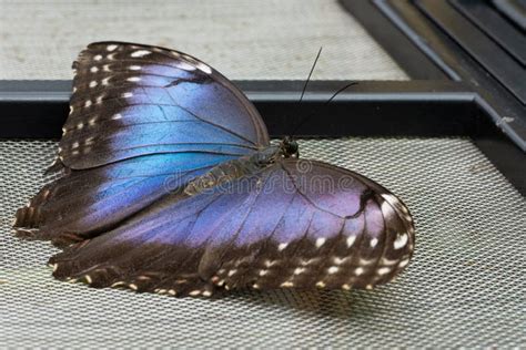 Blue Morpho Butterfly Morpho Peleides Stock Photo Image Of Wildlife