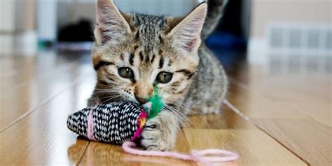 Sickness in Kittens: Common Kitten Illnesses | Purina US