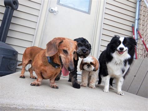 🎂 Birthday at Just Dogs... - Just Dogs PlayCare, Inc.