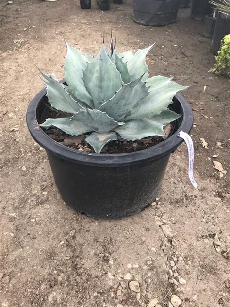 Blue Agave 'Whales Tongue' | Drought Tolerant | Gardens To Go | DFW Landscape Plant Delivery | Grass