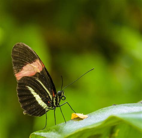 Borboleta Bonito Inseto Foto Gratuita No Pixabay Pixabay