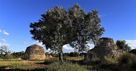 Fulleda Peti Qui Peti El Diari El Punt Avui Parla De Les Garrigues