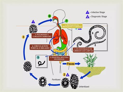 Ascaris Lumbricoides Ppt