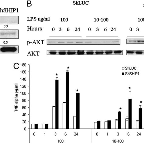 Knockdown Of Ship By Shship Rna Abrogates The Development Of